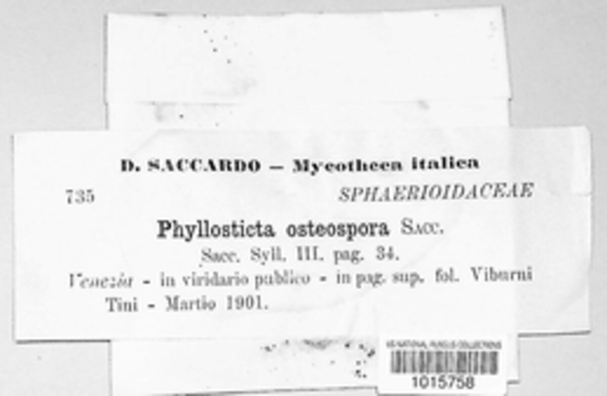 Asteromella bacteriiformis image